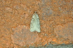 Semioscopis inornata