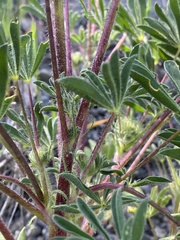 Lupinus densiflorus