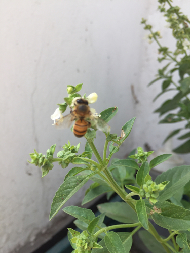 photo of Western Honey Bee (Apis mellifera)