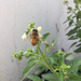 photo of Western Honey Bee (Apis mellifera)