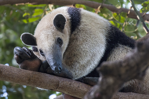 Northern Tamandua