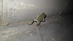 Bufotes viridis sitibundus