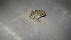 Bufotes viridis sitibundus