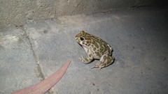 Bufotes viridis sitibundus