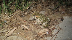 Bufotes viridis sitibundus