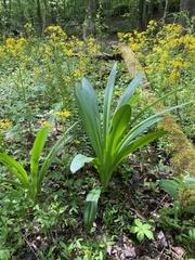 Hymenocallis occidentalis