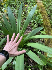 Hymenocallis occidentalis