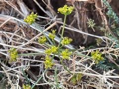 Cymopterus petraeus
