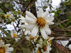 Montanoa grandiflora