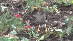 Turdus fuscater