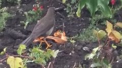 Turdus fuscater