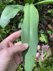 Hymenocallis occidentalis