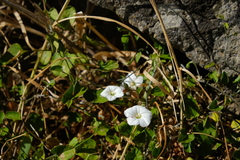 Convolvulus waitaha