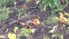 Turdus fuscater