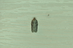 Acleris chalybeana