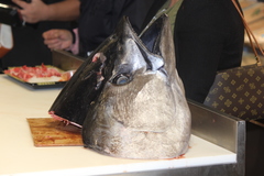 Thunnus