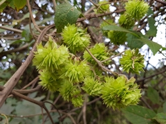 Montanoa grandiflora