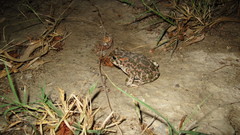 Bufotes viridis sitibundus