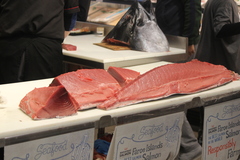 Thunnus
