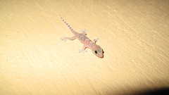 Hemidactylus turcicus