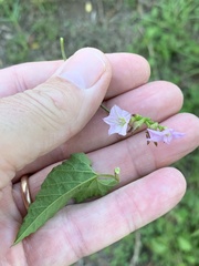 Convolvulus farinosus