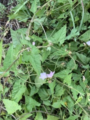 Convolvulus farinosus