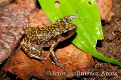 Eleutherodactylus leprus