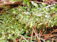 Herzogiella seligeri