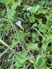 Convolvulus farinosus