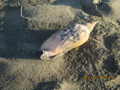 Alcithoe arabica