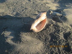 Alcithoe arabica
