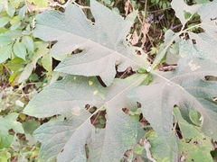Montanoa grandiflora