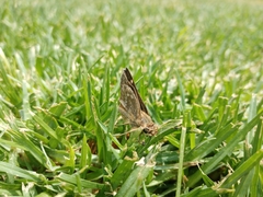 Atalopedes campestris huron