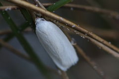 Tegeticula yuccasella