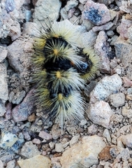 Lophocampa argentata