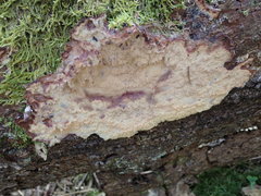 Phlebia centrifuga