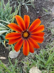 Gazania