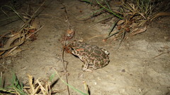 Bufotes viridis sitibundus