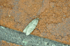 Semioscopis inornata