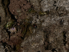 Hister quadrimaculatus