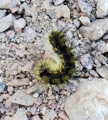 Lophocampa argentata