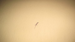 Hemidactylus turcicus