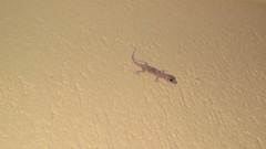 Hemidactylus turcicus