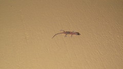 Hemidactylus turcicus