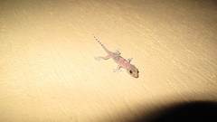 Hemidactylus turcicus