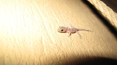 Hemidactylus turcicus