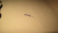 Hemidactylus turcicus