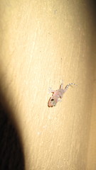 Hemidactylus turcicus