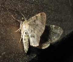 Pasiphila rectangulata
