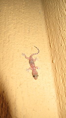 Hemidactylus turcicus